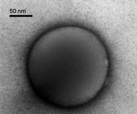 Cryo-TEM image of a polymersome