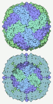 Ferritin