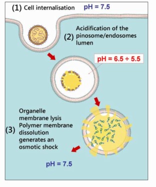 Polymersome endocytosis