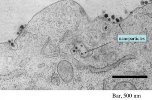 Targeted nanoparticles carrying therapeutic siRNA molecules entering a tumor cell - Caltech/Swaroop Mishra